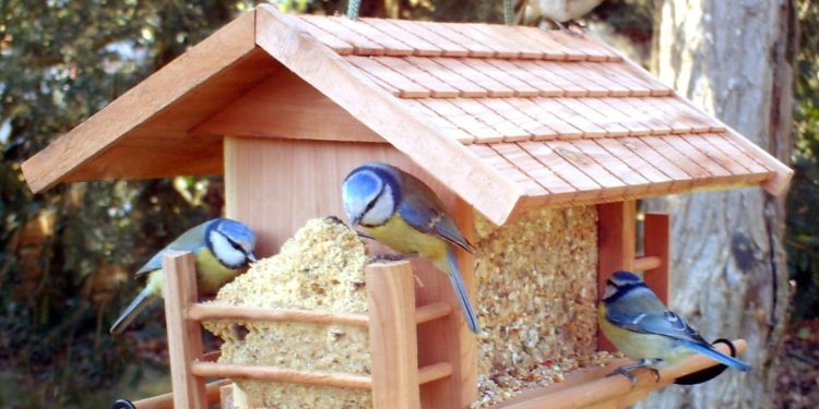 Comment faire une echelle pour oiseaux ?