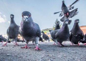 Pourquoi les pigeons roucoulent le matin ?