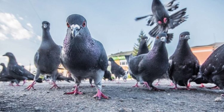 Pourquoi les pigeons roucoulent le matin ?