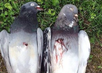 Quelle arme pour tuer des pigeons ?