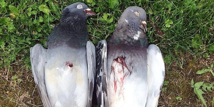 Quelle arme pour tuer des pigeons ?