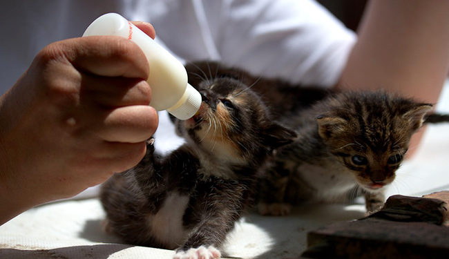 Comment gérer un chaton la nuit ?