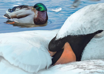 Où et comment dorment les oies ?