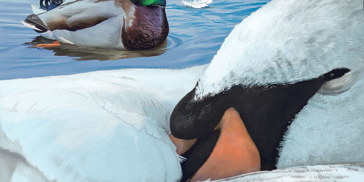 Où et comment dorment les oies ?