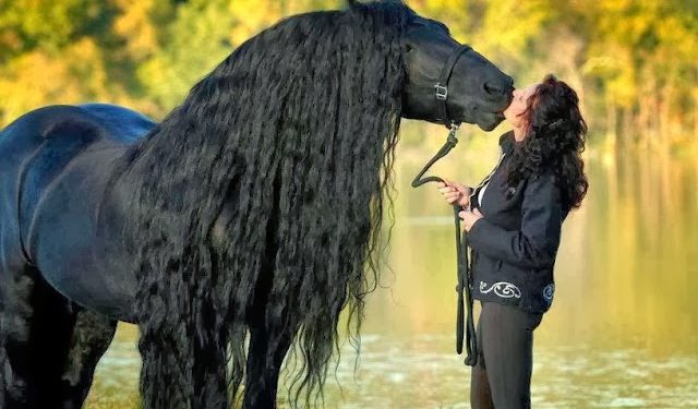 Comment entretenir les crins de son cheval ?