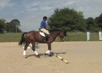 Comment apprendre à faire sauter un cheval ?