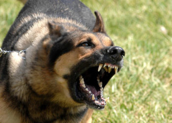 Comment apaiser mon chien quand je pars ?