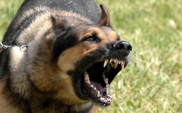 Comment apaiser mon chien quand je pars ?