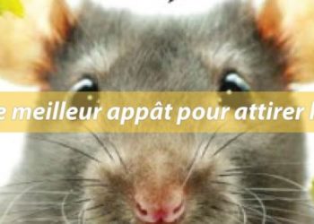 Quel est le meilleur appat pour les guêpes ?