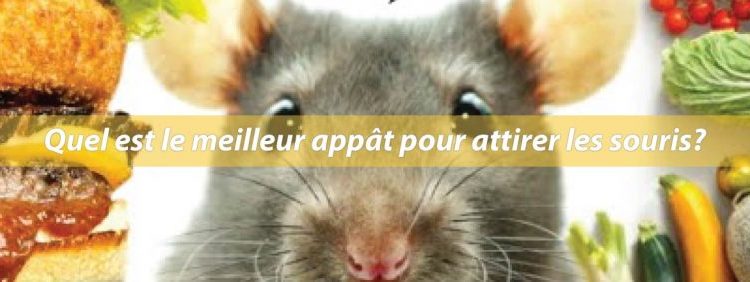 Quel est le meilleur appat pour les guêpes ?