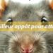 Quel est le meilleur appat pour les guêpes ?