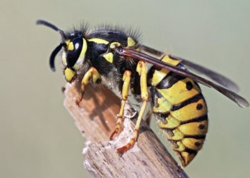 Qui féconde la guêpe ?