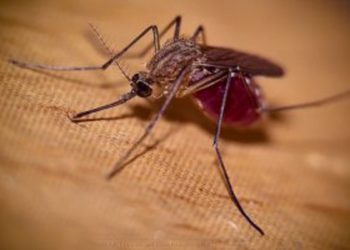 Pourquoi je suis toujours piquer par les insectes ?