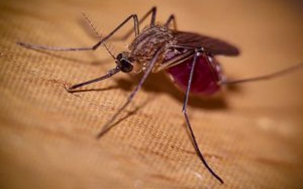 Pourquoi je suis toujours piquer par les insectes ?