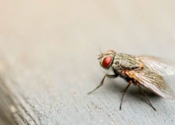 Qu'est-ce qui attire les taupes ?