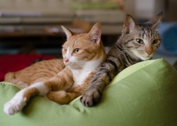 Qu'est-ce qui repousse les chats ?