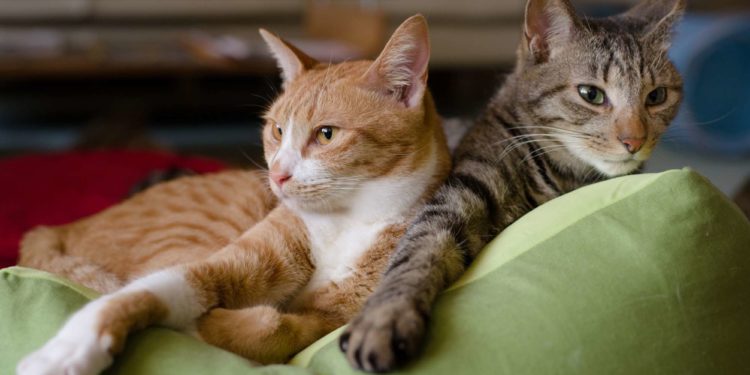 Qu'est-ce qui repousse les chats ?