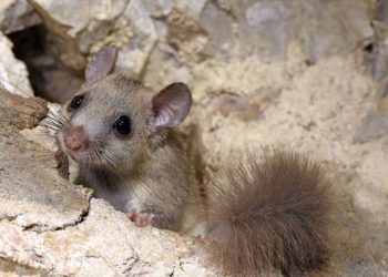 Comment savoir si on a un loir dans le grenier ?