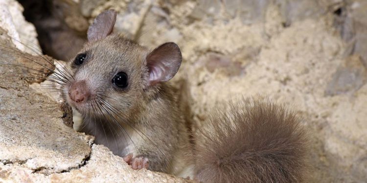 Comment savoir si on a un loir dans le grenier ?