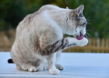 Comment savoir si mon chat va être grand ?