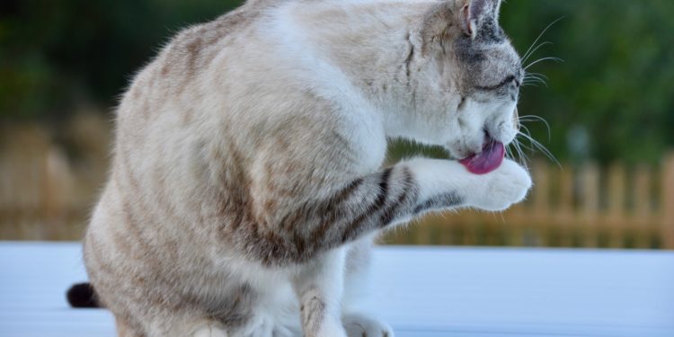Comment savoir si mon chat va être grand ?