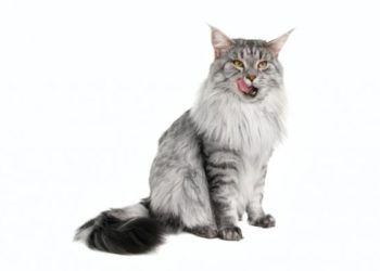 Comment savoir si son maine coon sera grand ?