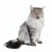 Comment savoir si son maine coon sera grand ?