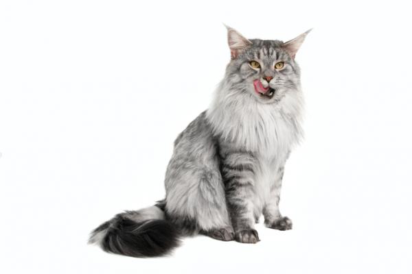 Comment Savoir Si Son Maine Coon Sera Grand