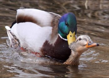 Est-ce que les canards ont un pénis ?