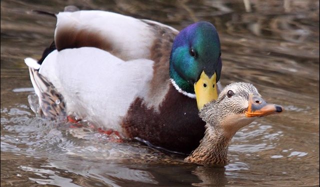 Est-ce que les canards ont un pénis ?
