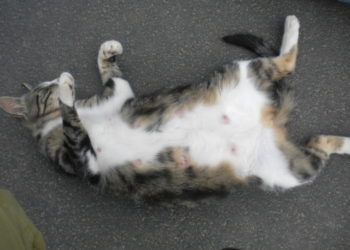 Est-ce que les chat mal ont des mamelle ?