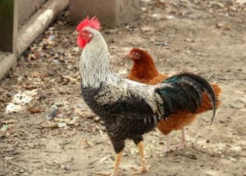 Comment reconnaître un poulet mâle d'une femelle ?