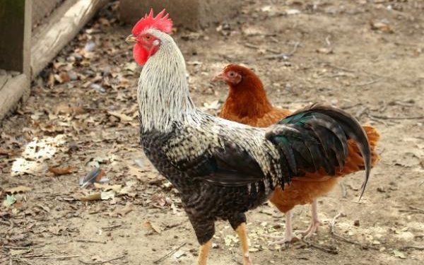 Comment reconnaître un poulet mâle d'une femelle ?