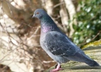 Comment faire fuir les couleuvres ?