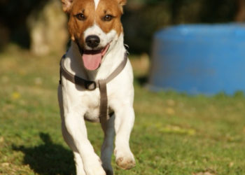 Comment apprendre le rappel à un husky ?