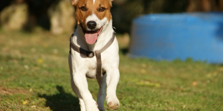 Comment apprendre le rappel à un husky ?