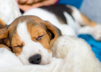 Où faire dormir son chiot La première nuit ?