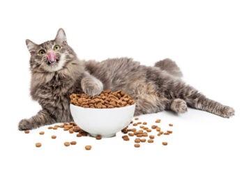 Quelle quantité de courgettes pour un chat ?