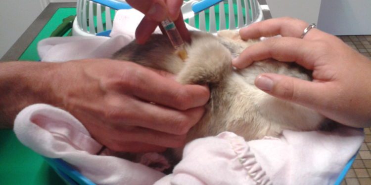 Comment un lapin attrape le VHD ?