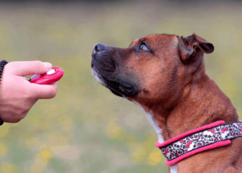 Quelle est la meilleure façon de dresser un chien ?