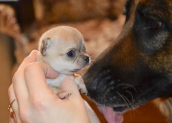 Quel est le plus petit chien du monde ?