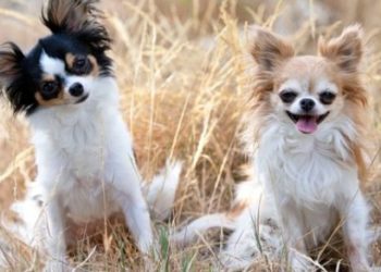 Quel compagnon pour un chihuahua ?
