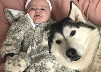 Est-ce que le husky défend son maitre ?