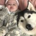 Est-ce que le husky défend son maitre ?