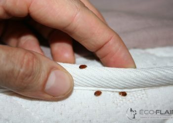 Comment savoir si on a des punaises de lit ?