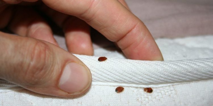 Comment savoir si on a des punaises de lit ?