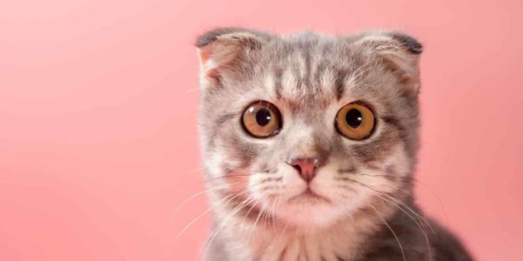 Comment empêcher un chat de faire pipi dans la maison ?