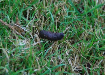 Pourquoi Ai-je des crapauds dans mon jardin ?