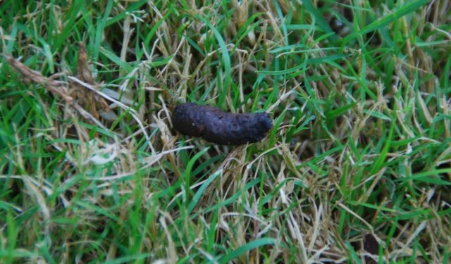 Pourquoi Ai-je des crapauds dans mon jardin ?