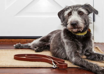 Comment reconnaître la fin des chaleur chienne ?